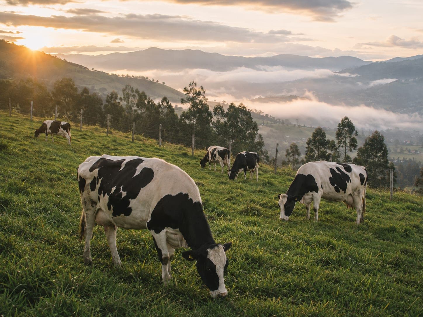 Vacas Holstein pastando al amanecer en una ladera verde de los Andes nariñenses